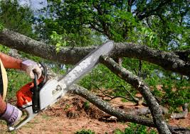 Best Lot and Land Clearing  in Progress Village, FL